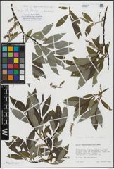 Foto von Salix hegetschweileri Heer
